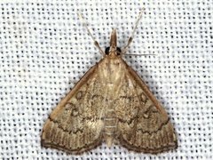 Metasia dicealis