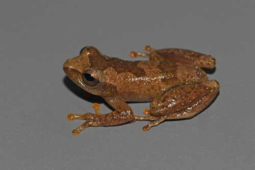 Benito River Reed Frog