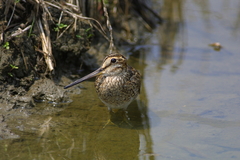 Gallinago