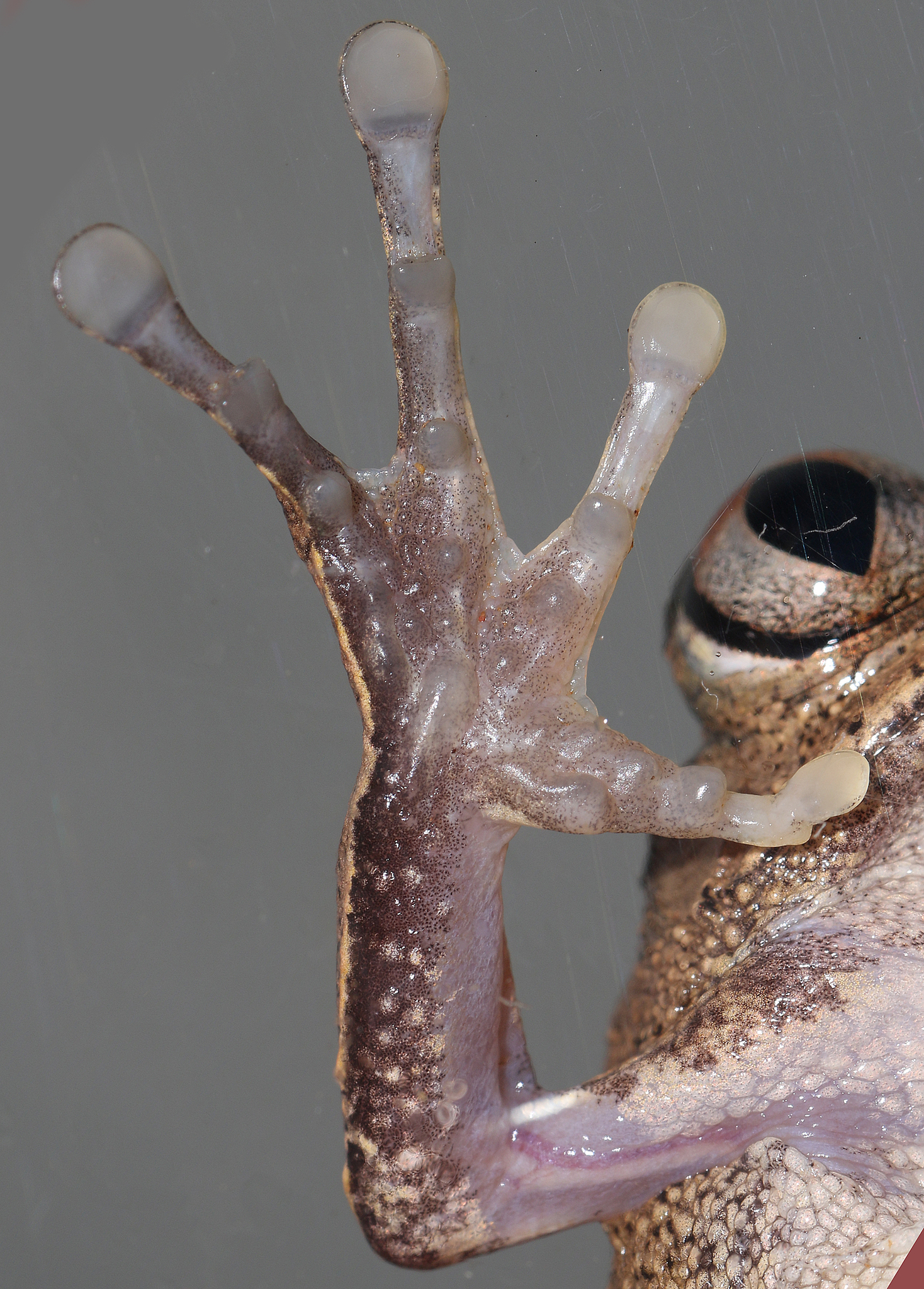 Leptopelis aubryi (Duméril, 1856)