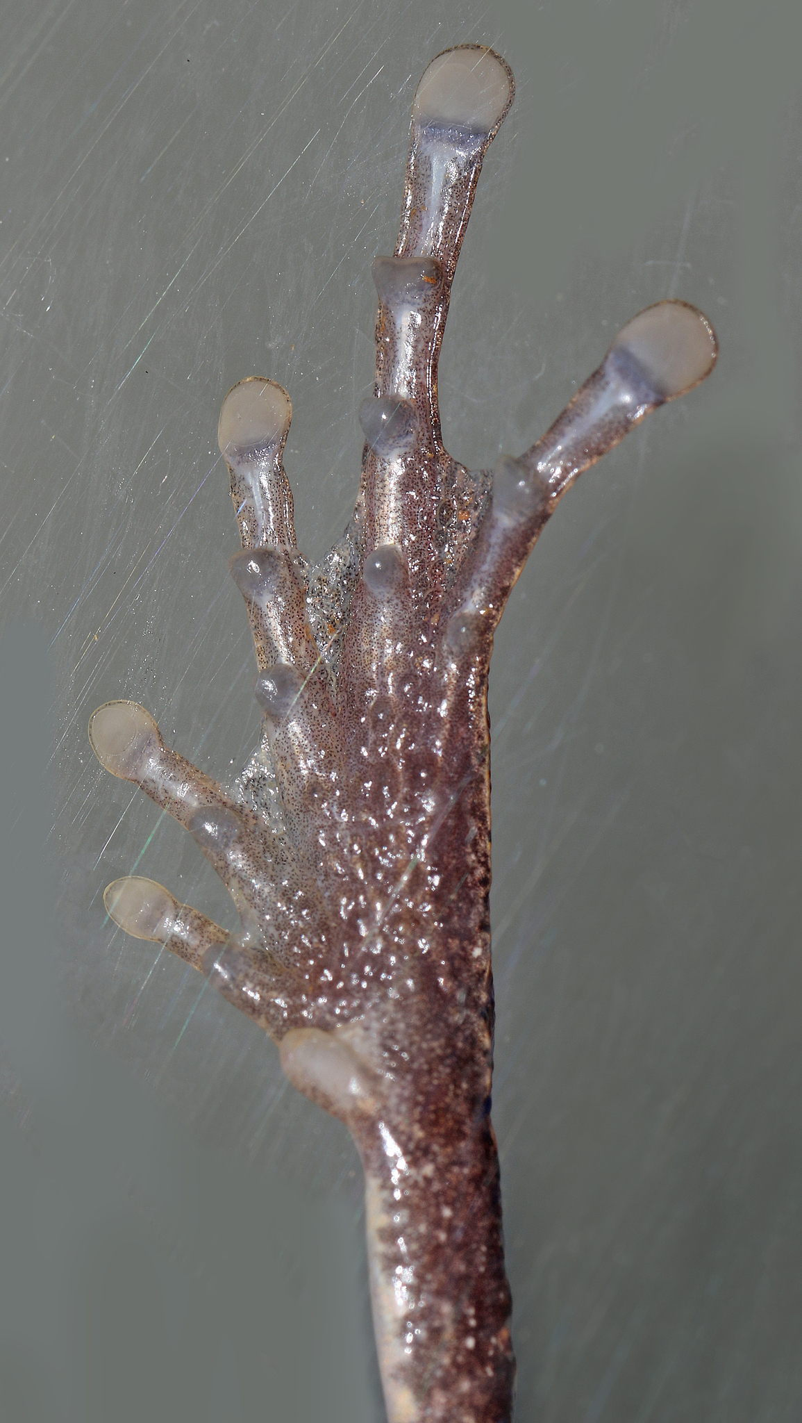 Leptopelis aubryi (Duméril, 1856)