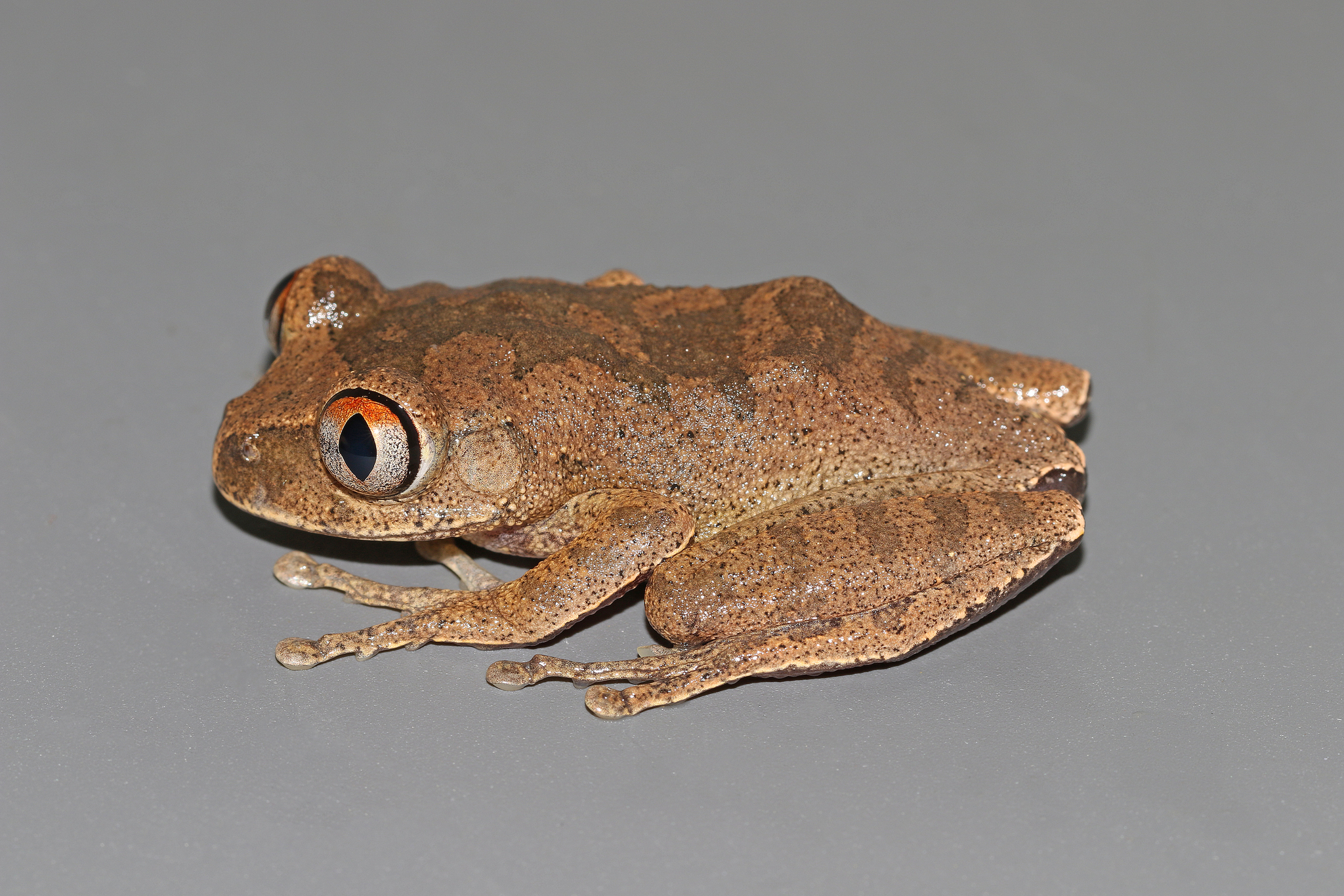 Leptopelis aubryi (Duméril, 1856)