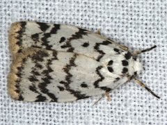 Hectobrocha pentacyma