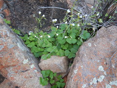 Oxalis hirsutibulba