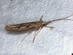 Kosrheithrus tillyardi