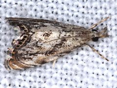 Glaucocharis dilatella