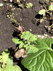 Ginkgo biloba