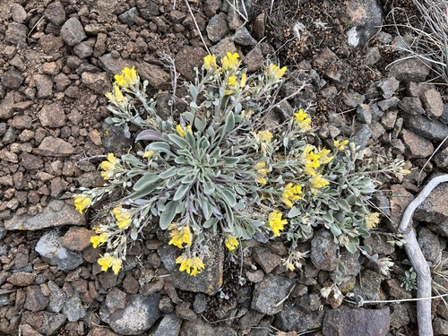 Image of Physaria alpestris by no rights reserved