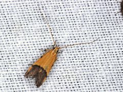 Crocanthes micradelpha