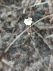 Utricularia parthenopipes, photograph (c) Daniel Duarte, some rights reserved (CC BY)