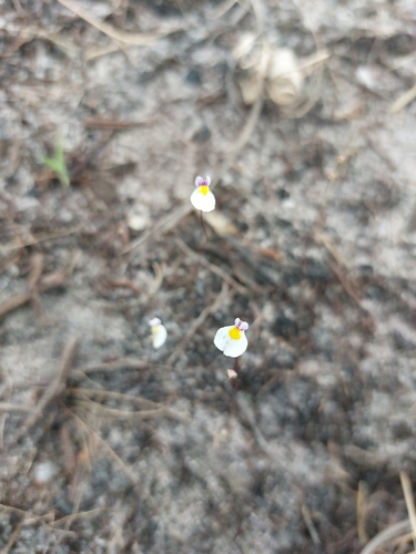 Utricularia parthenopipes, photograph 4