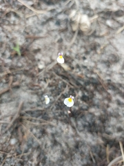 Utricularia parthenopipes, photograph (c) Daniel Duarte, some rights reserved (CC BY)
