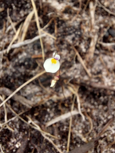 Utricularia parthenopipes, photograph 5