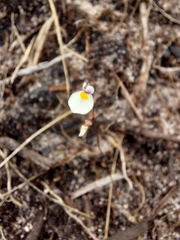 Utricularia parthenopipes, photograph (c) Daniel Duarte, some rights reserved (CC BY)