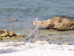Ardea herodias occidentalis × wardi