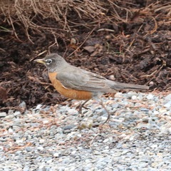 Turdus migratorius image