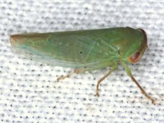 Rosopaella leurensis