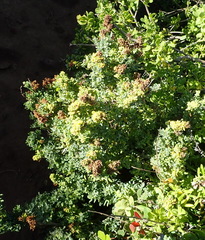 Manochlamys albicans