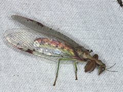 Ditaxis meridiei