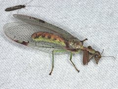 Ditaxis meridiei
