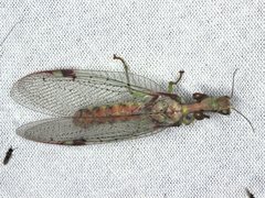 Ditaxis meridiei