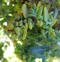 Manochlamys albicans