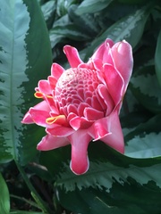 Etlingera elatior