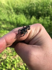 Melanogryllus desertus