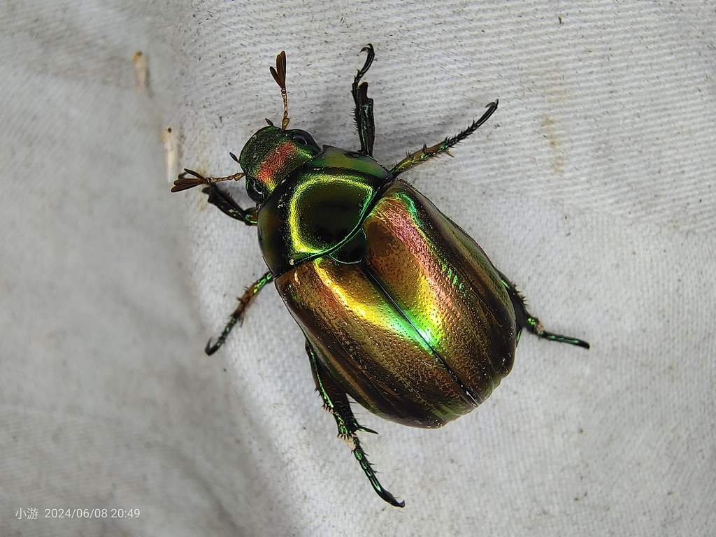 Mimela ignistriata from 中国云南省普洱市宁洱哈尼族彝族自治县 on June 8, 2024 at 08:49 PM ...