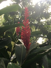 Alpinia purpurata