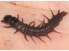 Archichauliodes guttiferus