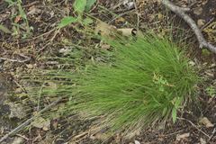 Carex eburnea