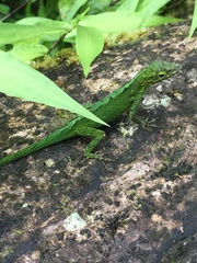 Anolis marmoratus