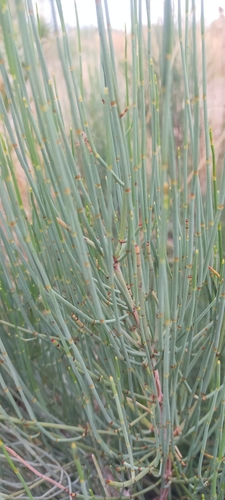 Image of Ephedra fragilis by (c) Jorge Íñiguez, some rights reserved (CC BY)