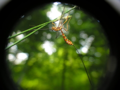 Megarhyssa greenei