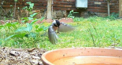 Carolina Chickadee photographed in Georgia