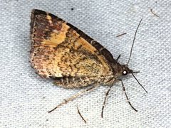 Chrysolarentia