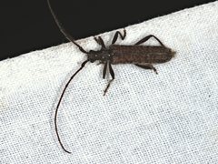 Phlyctaenodes pustulata