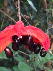 Sterculia monosperma