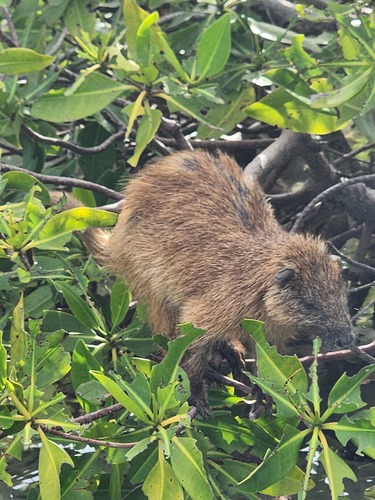 Desmarest's Hutia