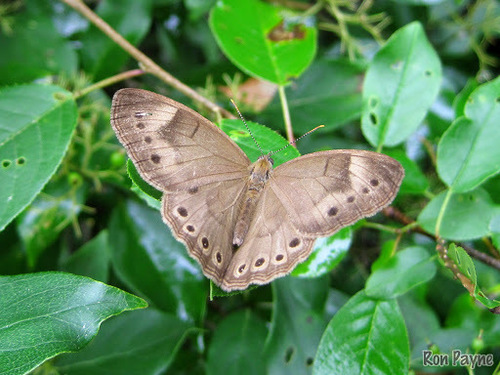 Appalachian Brown