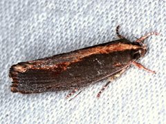 Archaereta dorsivittella