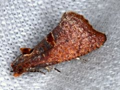 Glyphidoptera insignana