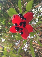Sterculia monosperma