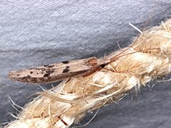 Kosrheithrus tillyardi