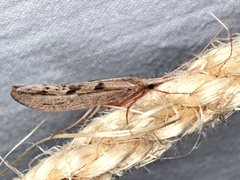 Kosrheithrus tillyardi