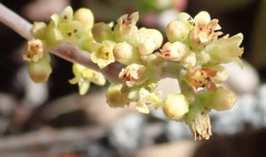 Crassula perforata perforata