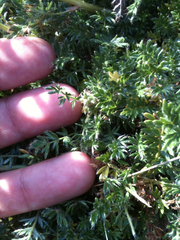 Acaena pinnatifida californica