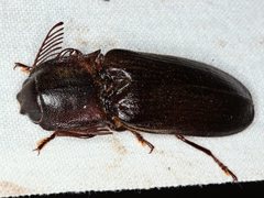 Pseudotetralobus australasiae