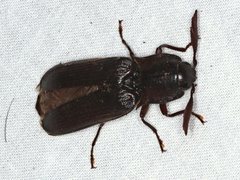 Pseudotetralobus australasiae